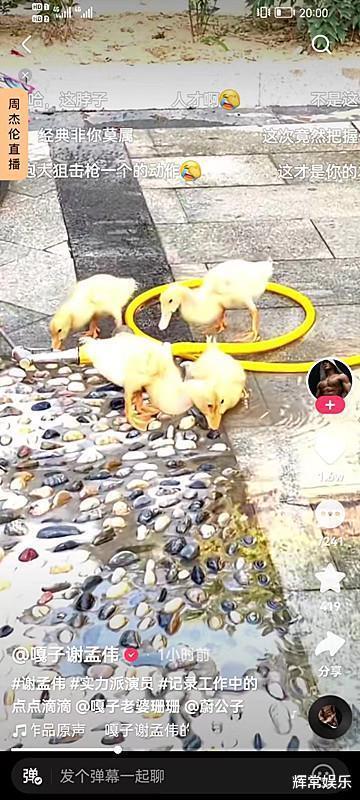 亚洲鸭子自拍视频,捕捉自然界的趣味瞬间